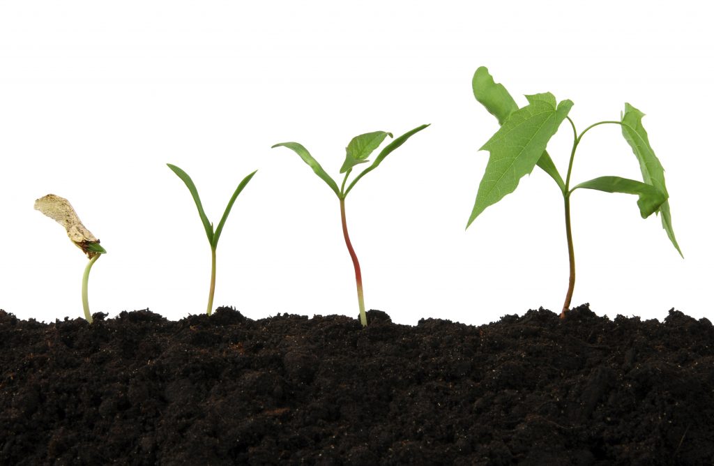 iStock_000009323746_Large